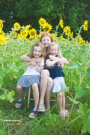 fein sunflowers - 13