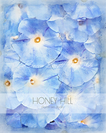 Morning Glory September Birth Month Flower